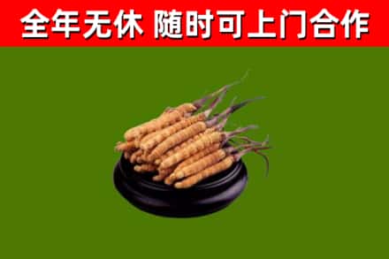 梓潼县回收散虫草