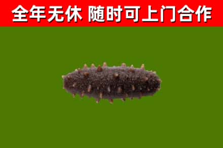 梓潼县回收海参干